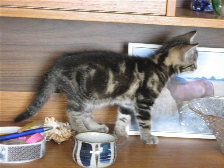 Huskat Skattepigen **I himlen**† billede 13