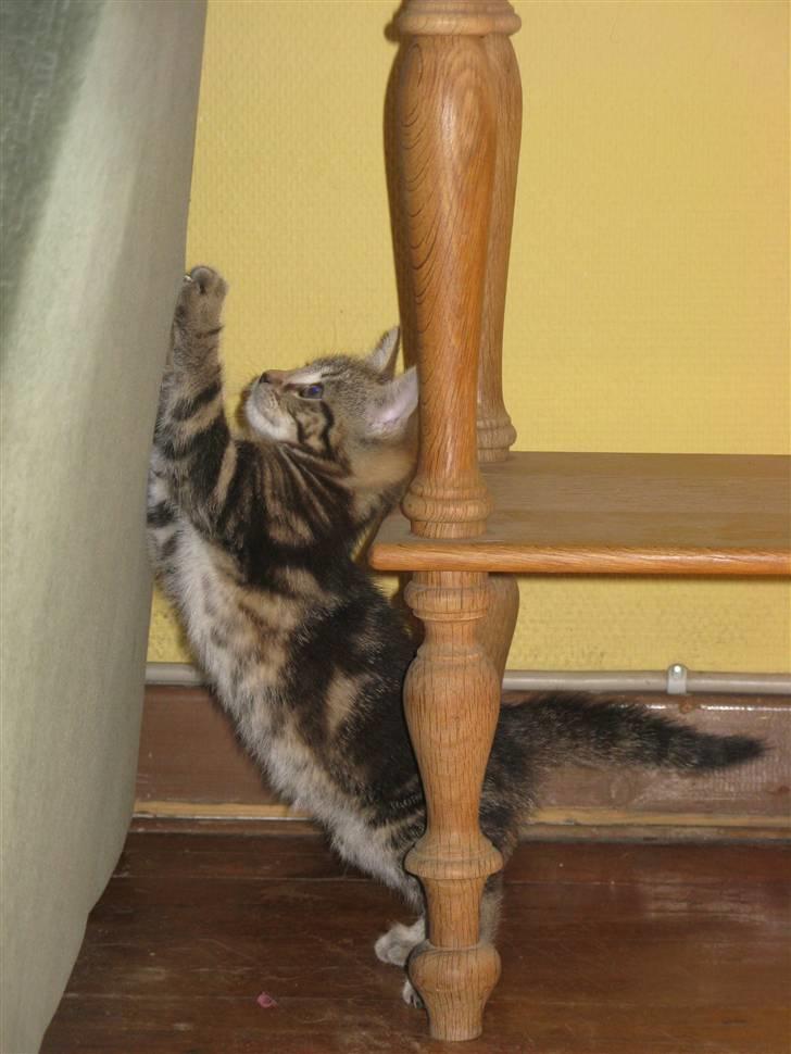 Huskat Skattepigen **I himlen**† billede 14