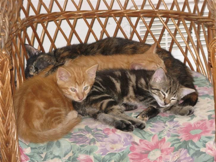 Huskat Skattepigen **I himlen**† billede 15