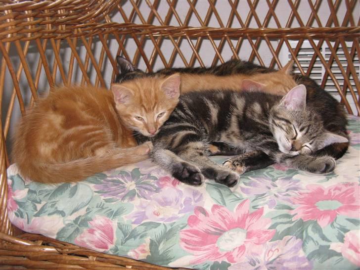 Huskat Skattepigen **I himlen**† billede 16