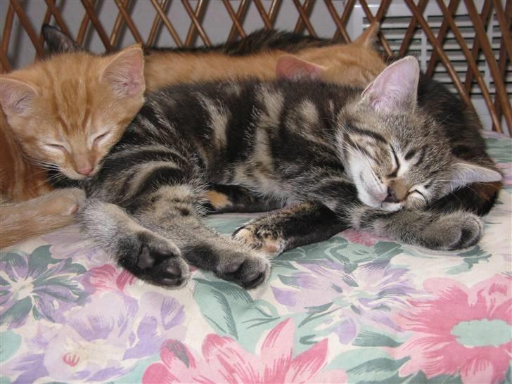 Huskat Skattepigen **I himlen**† billede 17