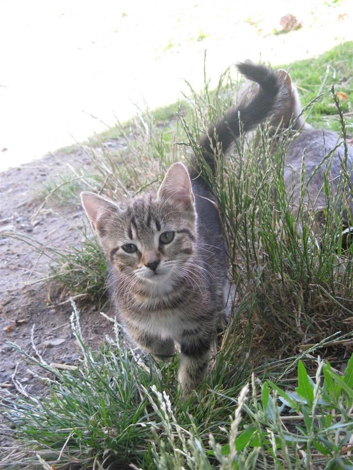 Huskat Skattepigen **I himlen**† billede 18