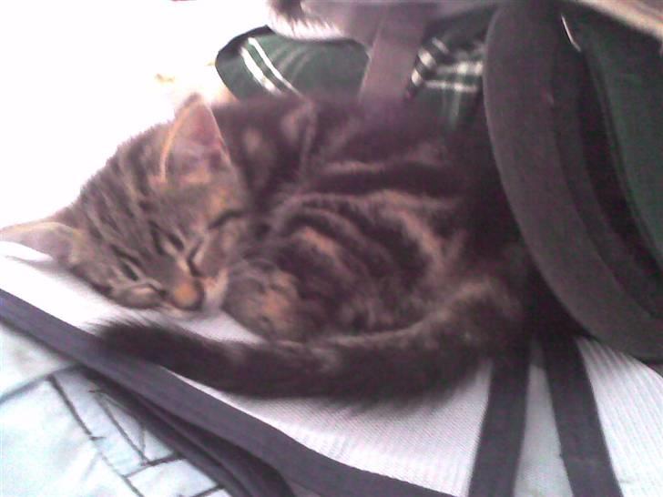 Huskat Skattepigen **I himlen**† billede 19