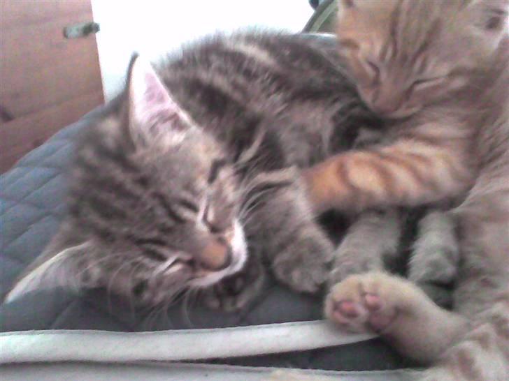 Huskat Skattepigen **I himlen**† billede 20