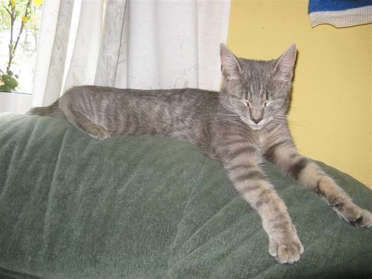 Huskat Spunk ** Bortløbet ** billede 17