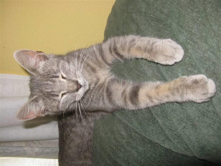 Huskat Spunk ** Bortløbet ** billede 18