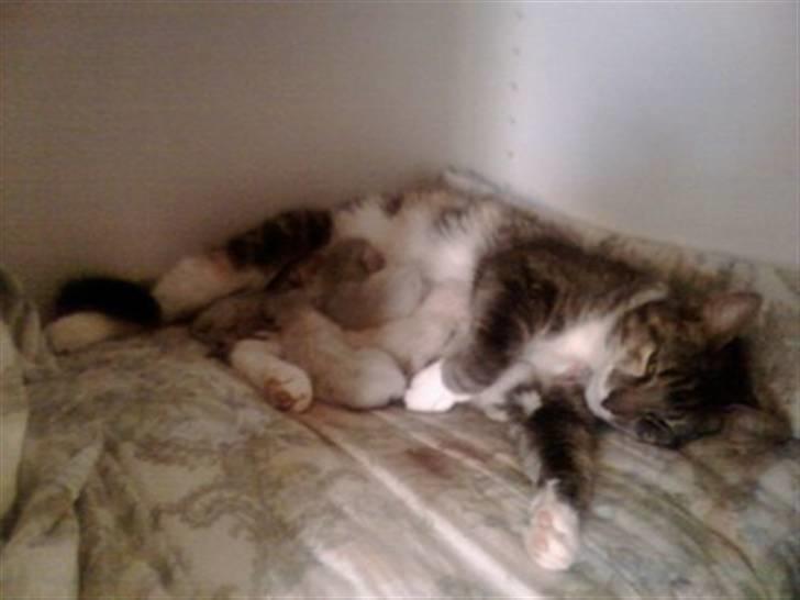 Huskat Feline - nu med kilinger - Feline og hendes  5 små søde kilinger ;D billede 13