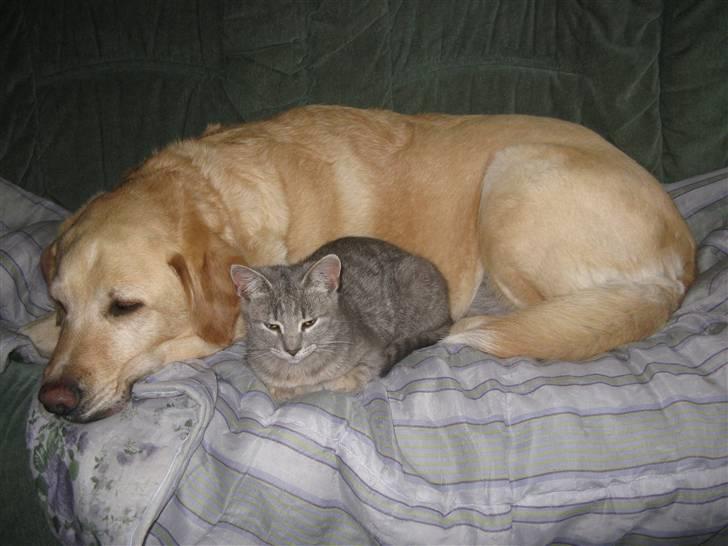 Huskat Spunk ** Bortløbet ** - King & Spunk ligger og hygger! :D billede 19