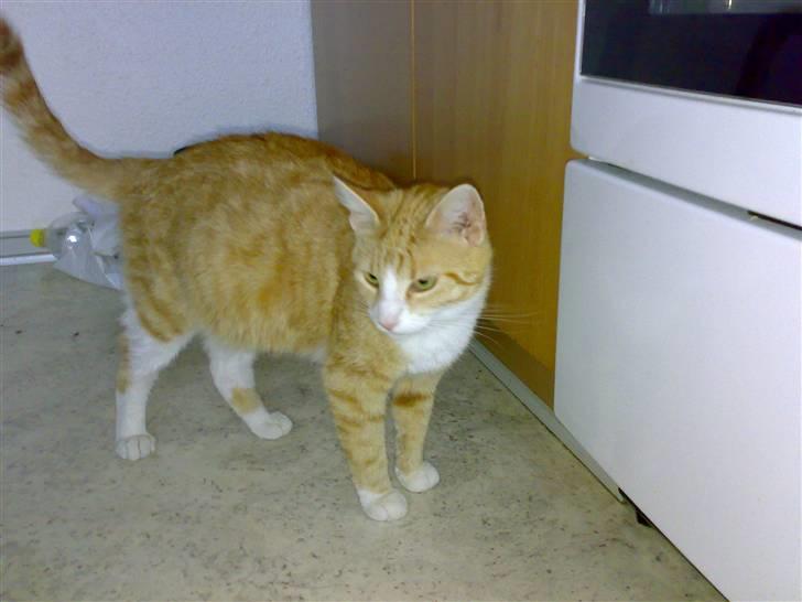 Huskat lost billede 5