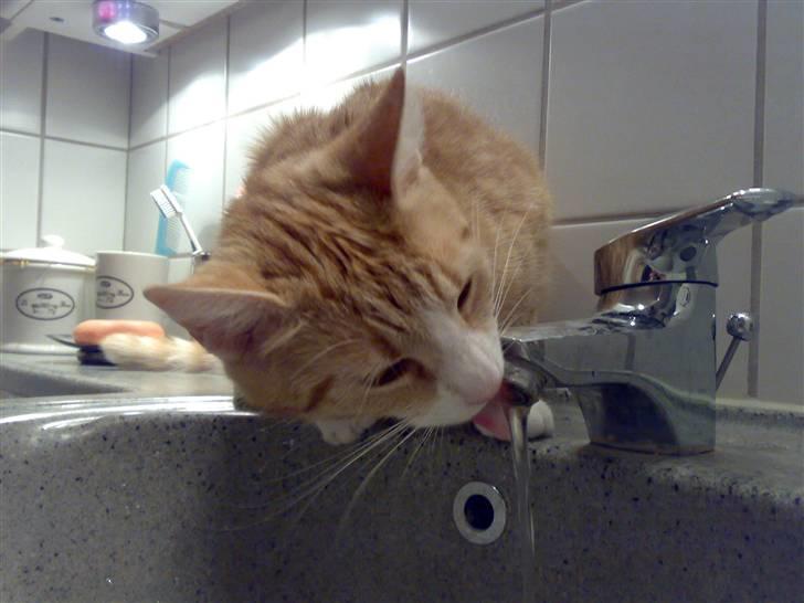 Huskat lost - vand af vandhanen på badeværlset det er dejligt billede 6