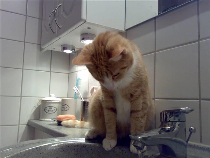 Huskat lost billede 7