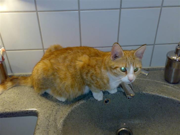 Huskat lost billede 8