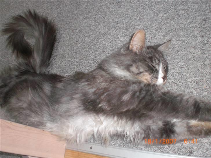 Maine Coon Sian billede 6
