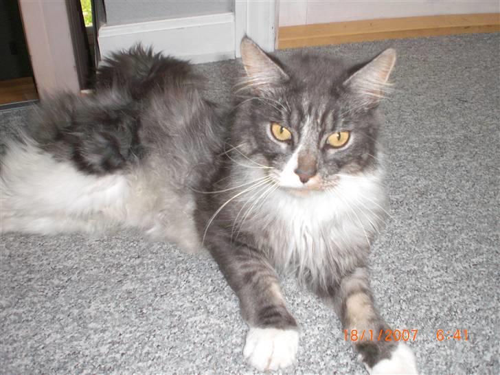 Maine Coon Sian billede 7