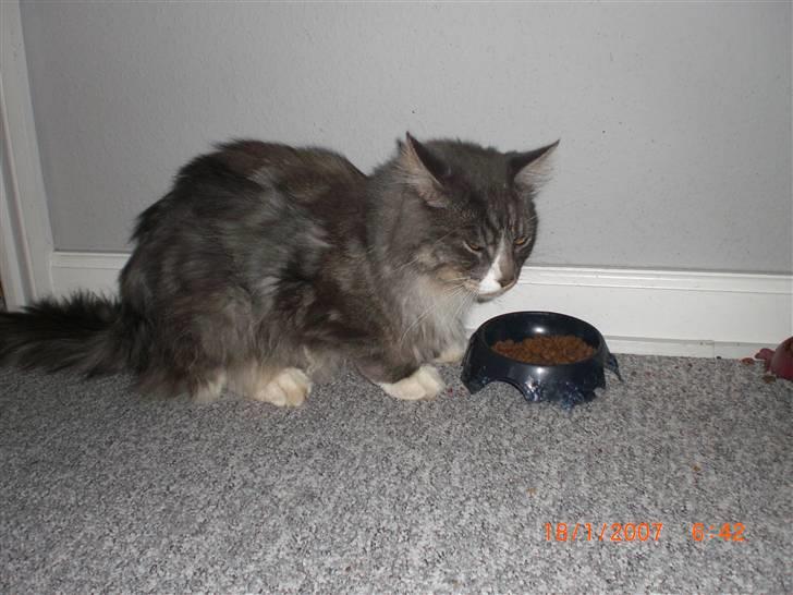 Maine Coon Sian billede 8