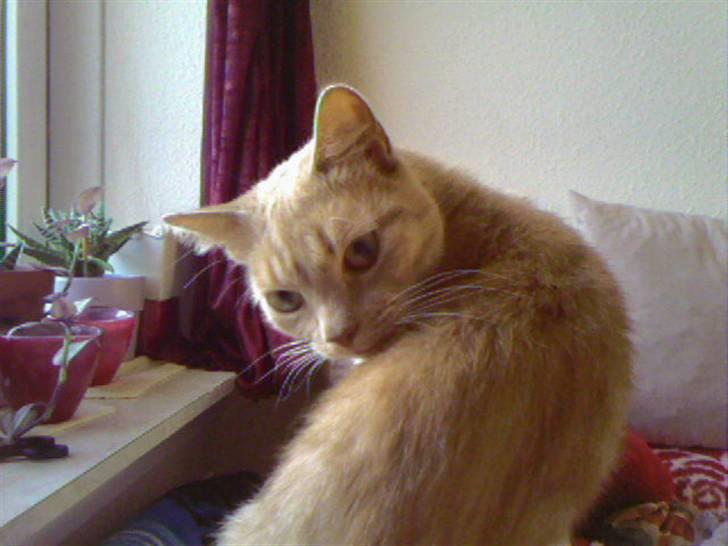 Huskat Miver..... R.I.P! billede 3