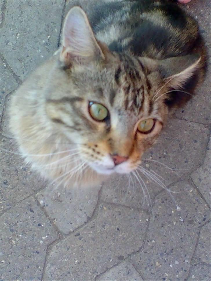 Maine Coon Chivas Regal - er jeg ik bare dejlig..:) billede 9