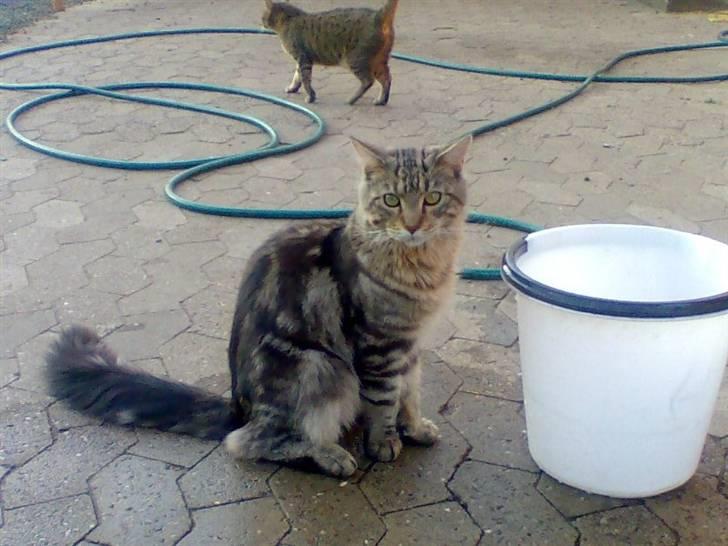 Maine Coon Chivas Regal - Chivas ude i haven.. skulle lige tjekke hundenes vandspand..:) billede 10