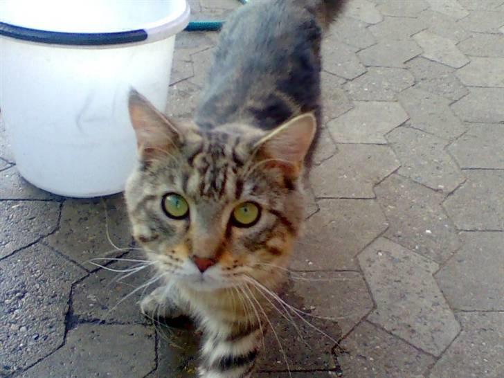 Maine Coon Chivas Regal - hej.. vil du snakke med mig..:) billede 11