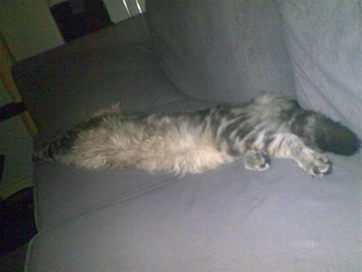 Maine Coon Chivas Regal - så lang er jeg..:) billede 12