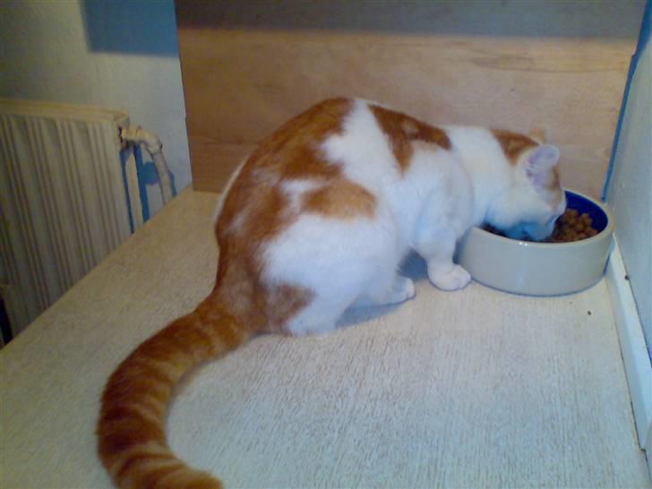 Blanding af racer Phoenix - Phoenix anno 2008 billede 14