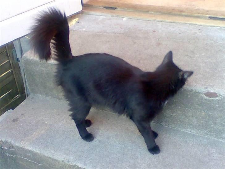 Maine Coon Skade *R.I.P* billede 9