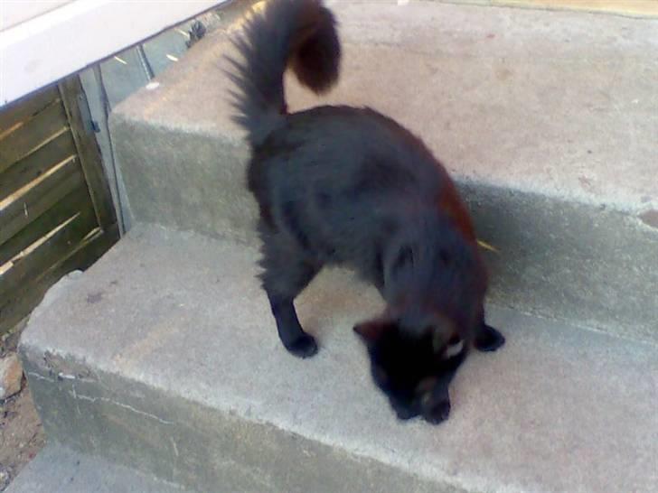 Maine Coon Skade *R.I.P* billede 10