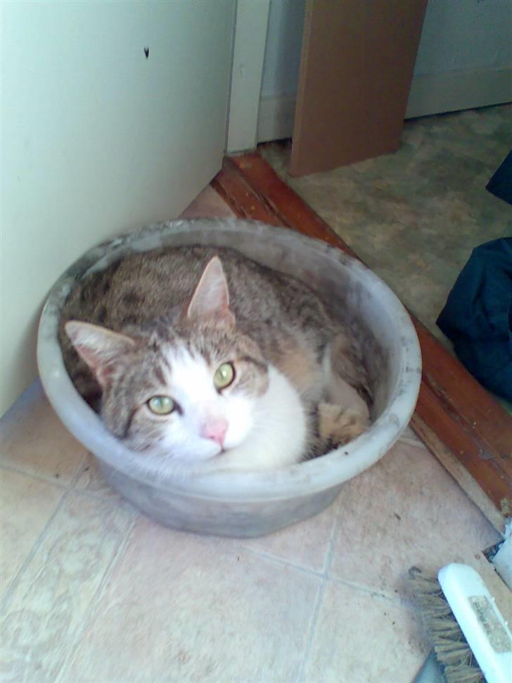 Blanding af racer Pjuske forsvundet  - jep.. jeg kan godt lide at ligge i opvaskebaljen.. bare der ik er vand i..:) billede 9