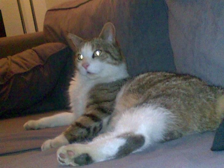 Blanding af racer Pjuske forsvundet  - Pjuske anno 2008 billede 10