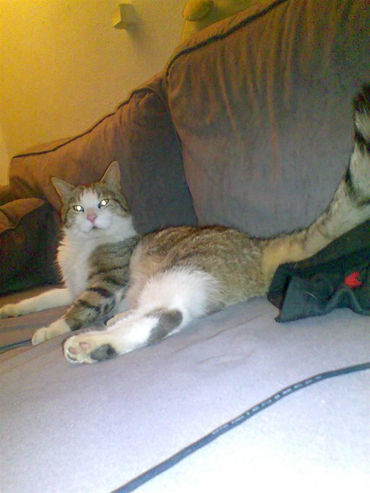 Blanding af racer Pjuske forsvundet  billede 11