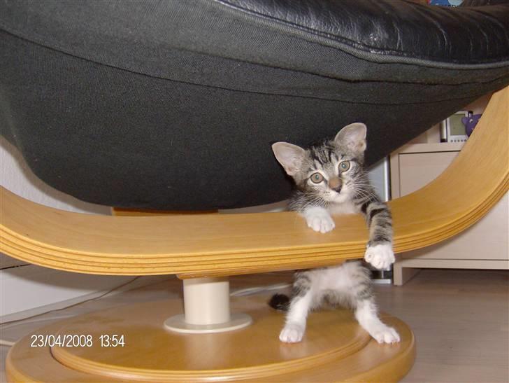 Blanding af racer bella - sidder lige fast under stolen billede 9