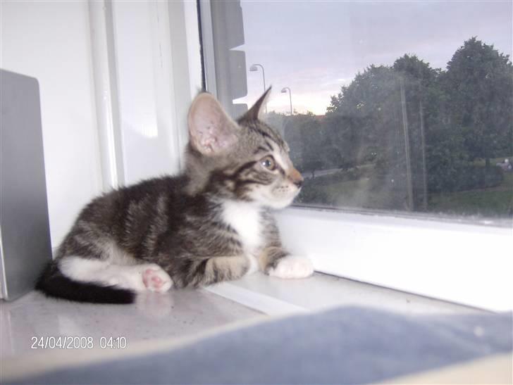 Blanding af racer bella - hun elsker at kigge ud af vinduerne hun er jo en inde kat billede 10