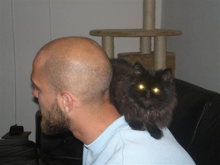 Perser Queenie billede 10