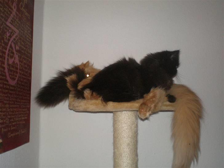 Perser Queenie billede 11