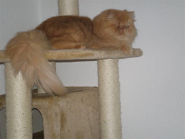 Perser Gizmoe billede 15