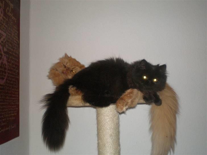 Perser Gizmoe billede 16