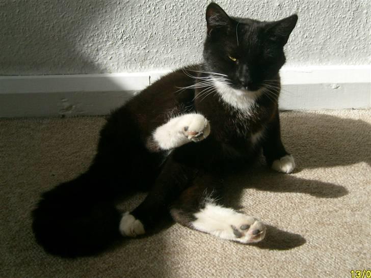 Blanding af racer Lullu (Død) :'( - År, jeg skal li vaske mig, behøver du tage billeder :P billede 14