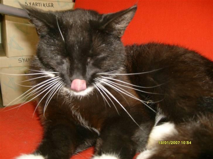 Blanding af racer Lullu (Død) :'( - Lille søde mig :) billede 15