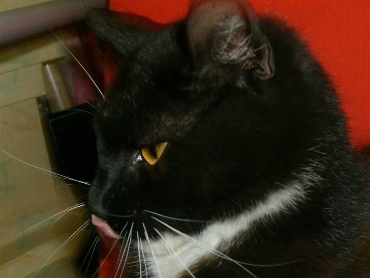 Blanding af racer Lullu (Død) :'( - Haha´! Jeg ved det! jeg ER bare nuttet ;P billede 16