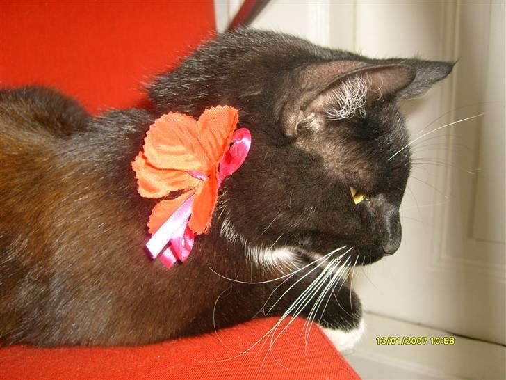 Blanding af racer Lullu (Død) :'( - Wow! Er man bare li lidt for hot?! x) billede 17