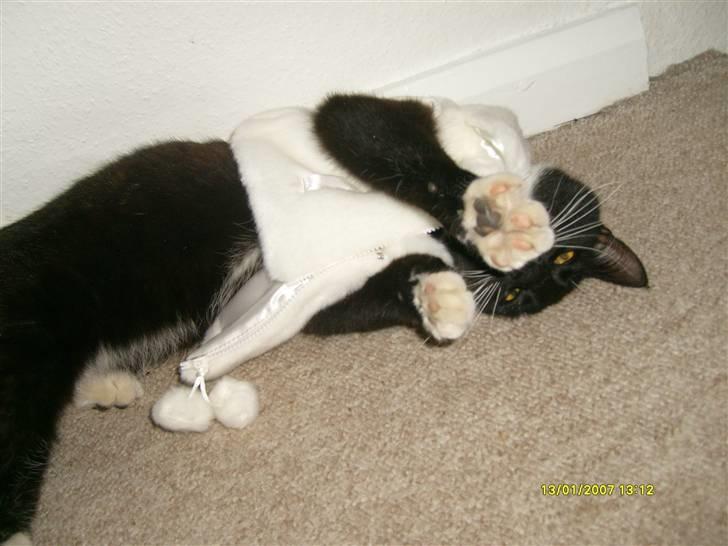 Blanding af racer Lullu (Død) :'( - Rulle, rulle, rulle... Ind i en pels tingeling xP billede 18