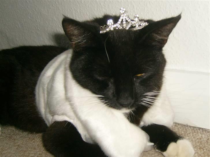 Blanding af racer Lullu (Død) :'( - Jeg ligner ikke en prinsesse.. Jeg ER n prinsesse! :D billede 19