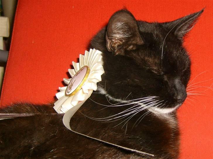 Blanding af racer Lullu (Død) :'( - Så er jeg li blevet pyntet lidt XP billede 20