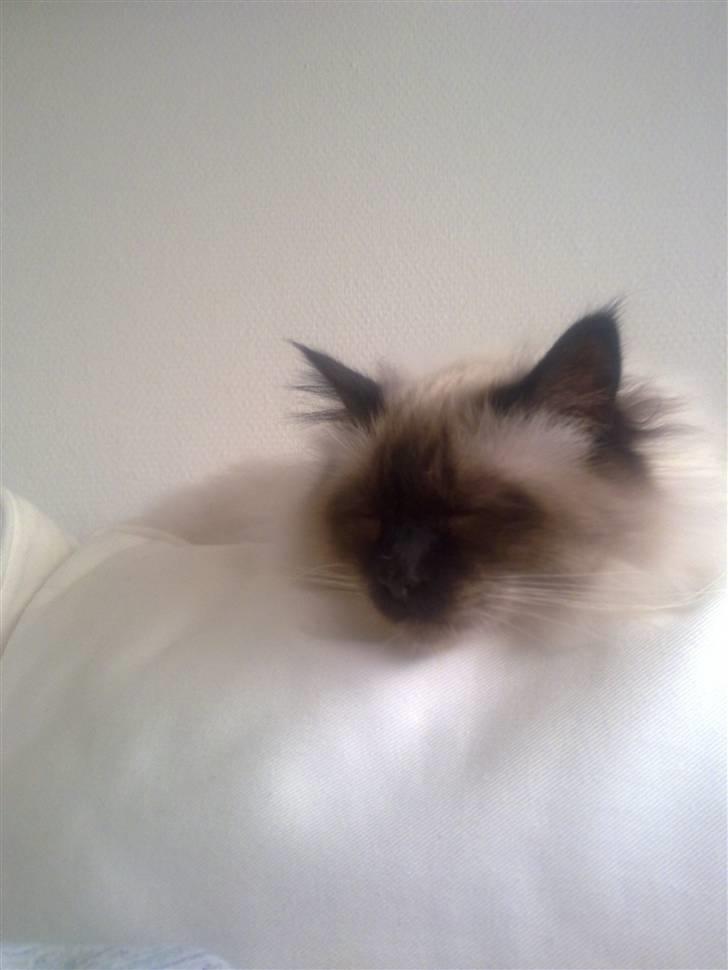 Hellig Birma dk lille mys abrahim billede 1