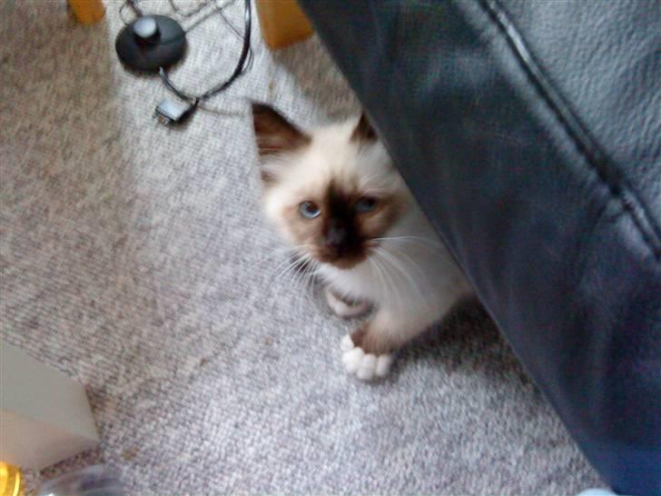 Hellig Birma dk lille mys abrahim billede 2