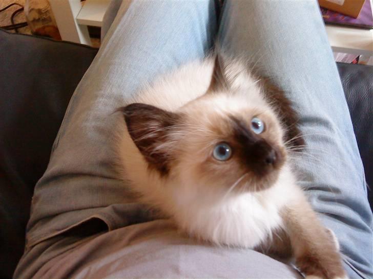 Hellig Birma dk lille mys abrahim billede 3