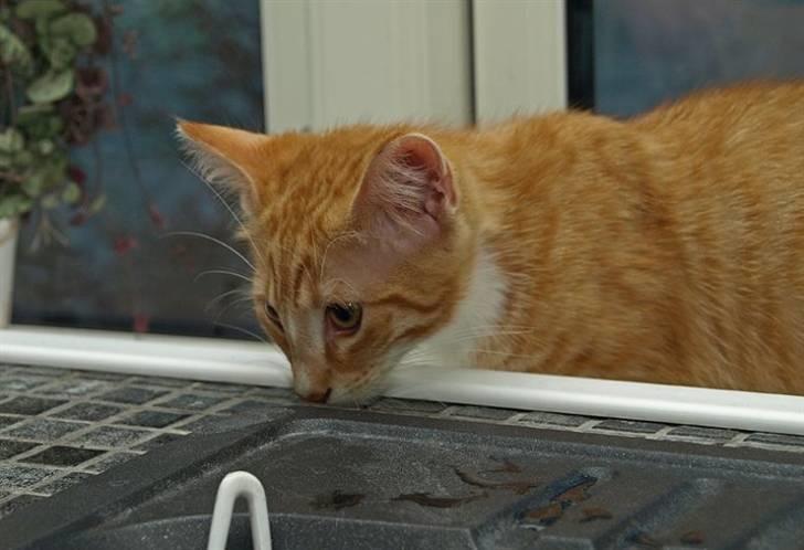 Norsk Skovkat Aslan billede 7