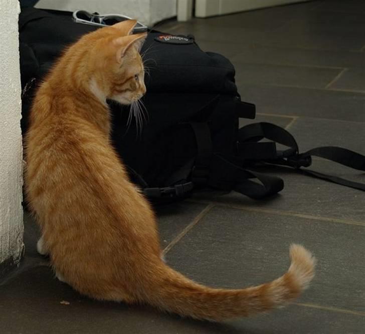 Norsk Skovkat Aslan billede 8