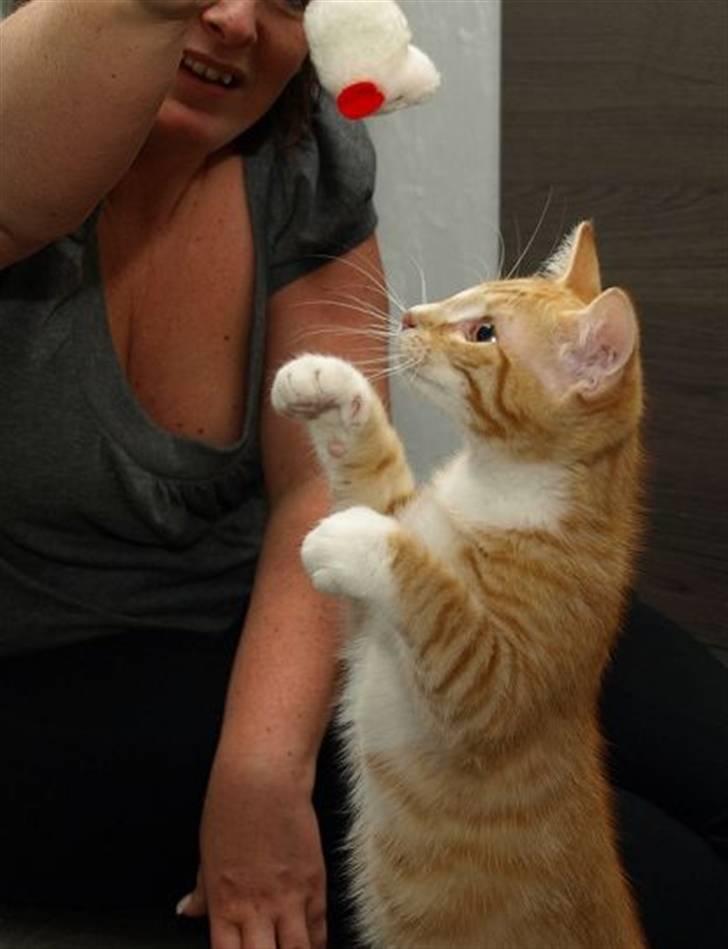 Norsk Skovkat Aslan billede 9