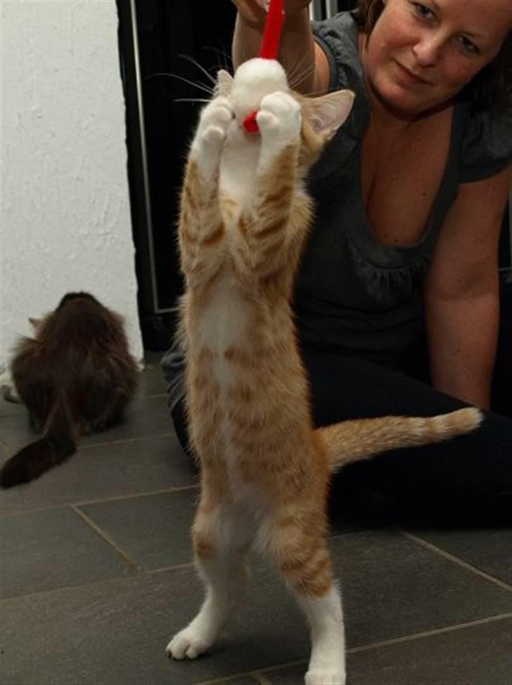 Norsk Skovkat Aslan billede 10